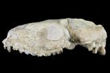 Oreodont (Merycoidodon) Partial Skull - Wyoming #113030-5